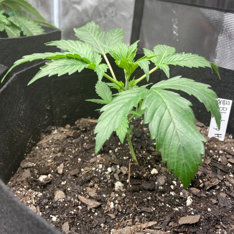 Blueberry Hill growlog timeline photo
