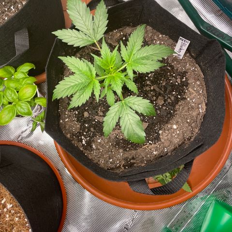 Blueberry Hill growlog timeline photo