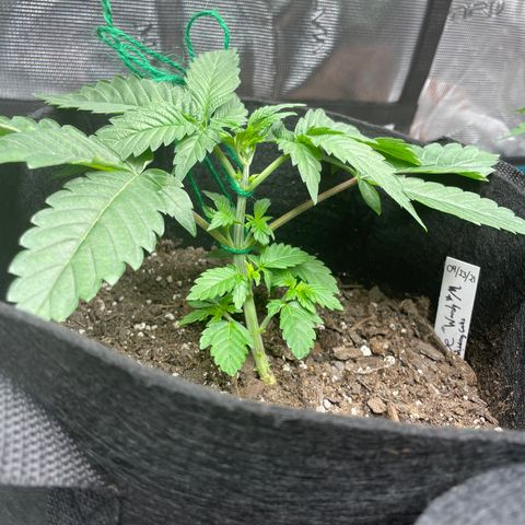 Woody growlog timeline photo