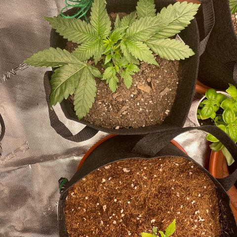 Woody growlog timeline photo