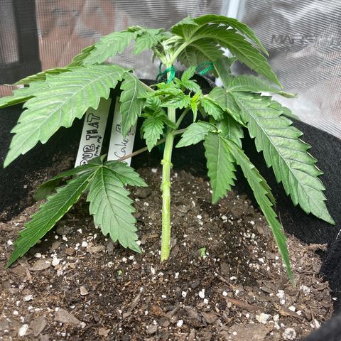 Bub that Pretty MF growlog timeline photo