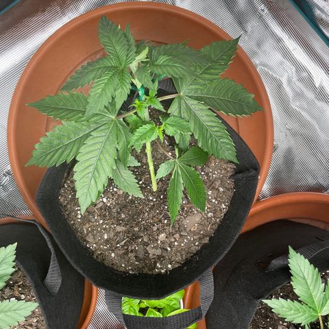 Bub that Pretty MF growlog timeline photo