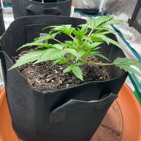 Blueberry Hill growlog timeline photo