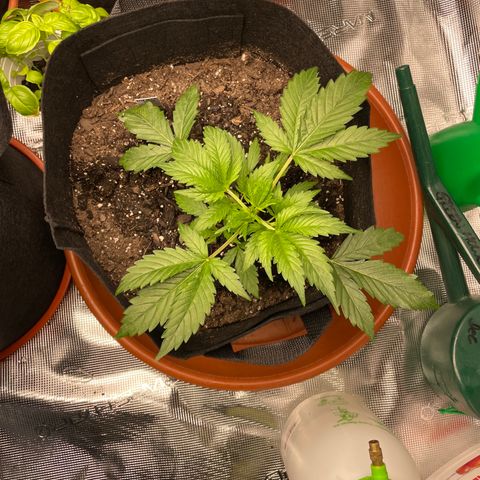 Blueberry Hill growlog timeline photo