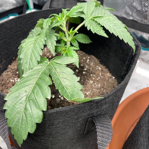 Woody growlog timeline photo