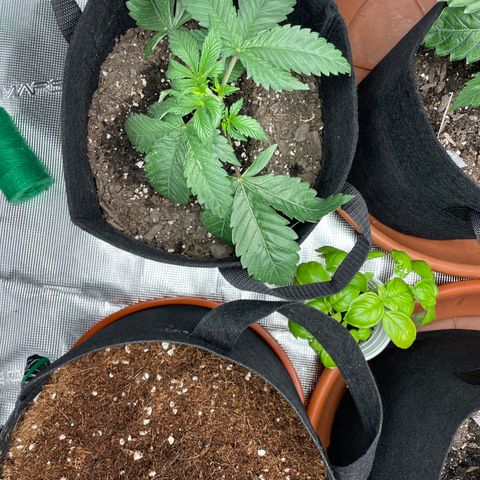 Woody growlog timeline photo