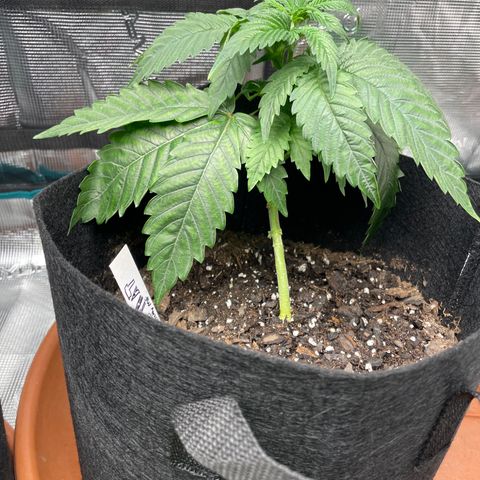 Bub that Pretty MF growlog timeline photo