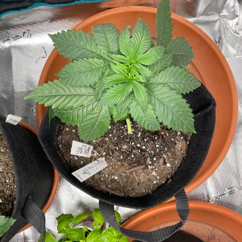 Bub that Pretty MF growlog timeline photo