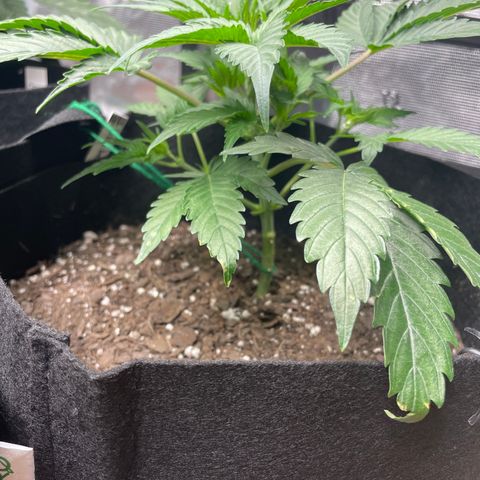 Blueberry Hill growlog timeline photo