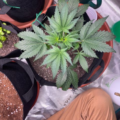 Blueberry Hill growlog timeline photo