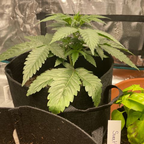 Woody growlog timeline photo