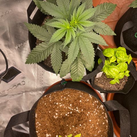 Woody growlog timeline photo