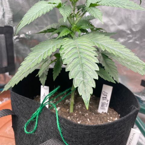 Bub that Pretty MF growlog timeline photo