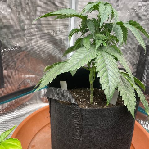 Bub that Pretty MF growlog timeline photo