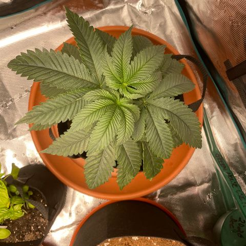 Bub that Pretty MF growlog timeline photo