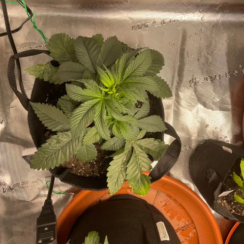 Woody growlog timeline photo