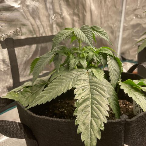 Woody growlog timeline photo