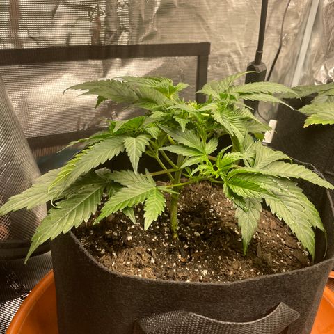 Blueberry Hill growlog timeline photo