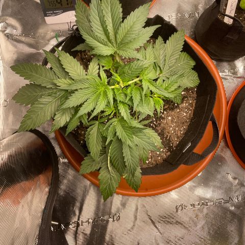 Blueberry Hill growlog timeline photo