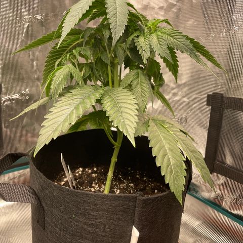 Bub that Pretty MF growlog timeline photo