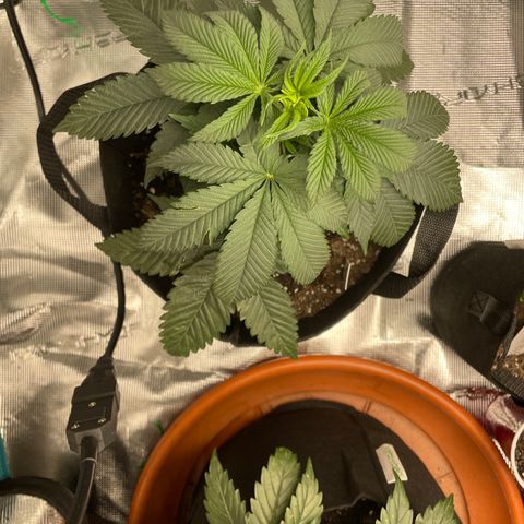 Woody growlog timeline photo