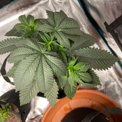 Bub that Pretty MF growlog timeline photo