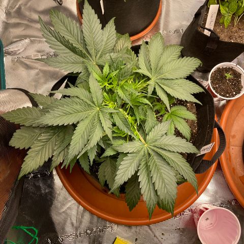 Blueberry Hill growlog timeline photo