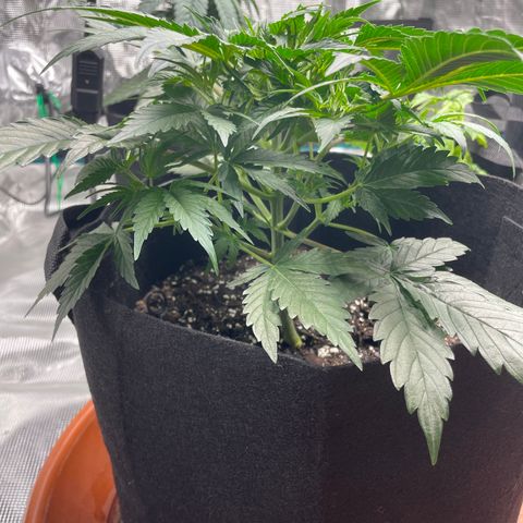 Blueberry Hill growlog timeline photo