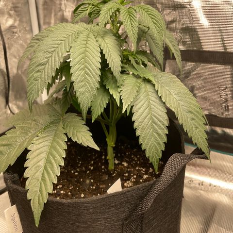 Woody growlog timeline photo
