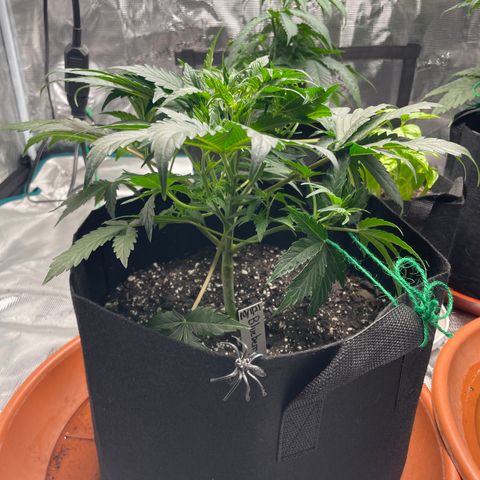 Blueberry Hill growlog timeline photo