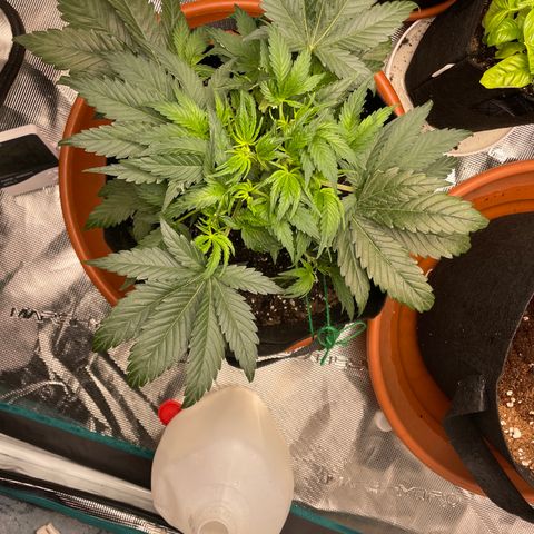 Blueberry Hill growlog timeline photo