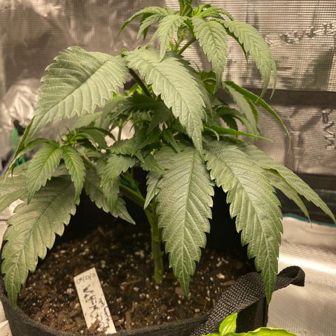 Woody growlog timeline photo