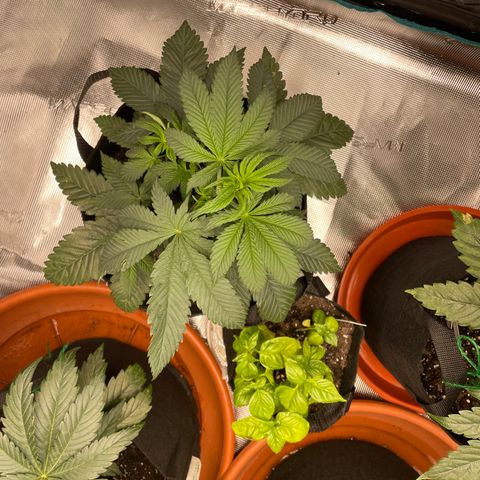 Woody growlog timeline photo