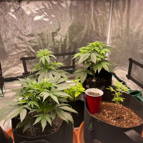 Bub that Pretty MF growlog timeline photo