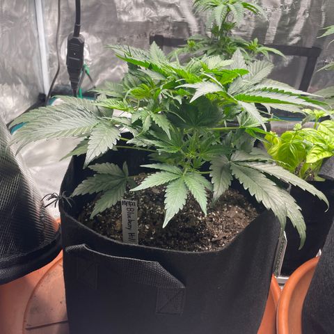 Blueberry Hill growlog timeline photo