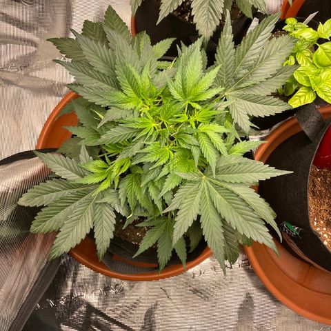 Blueberry Hill growlog timeline photo