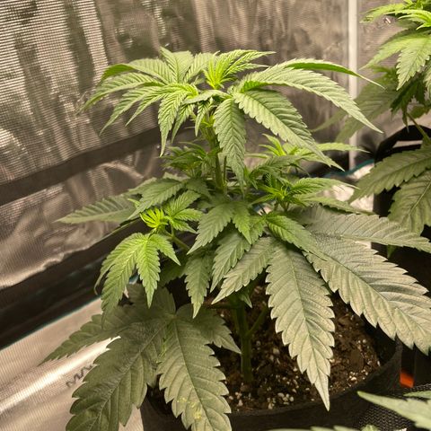 Woody growlog timeline photo