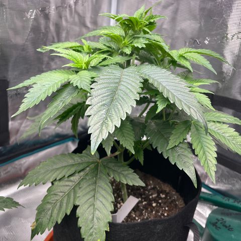 Bub that Pretty MF growlog timeline photo