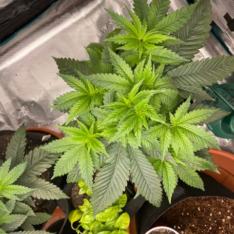 Bub that Pretty MF growlog timeline photo