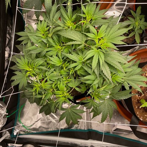 Blueberry Hill growlog timeline photo