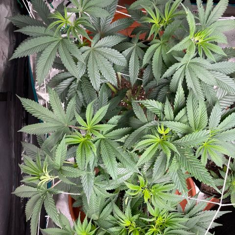 Woody growlog timeline photo