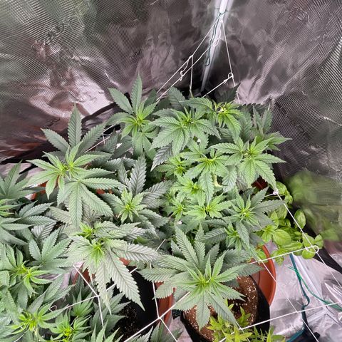 Bub that Pretty MF growlog timeline photo