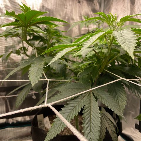 Bub that Pretty MF growlog timeline photo