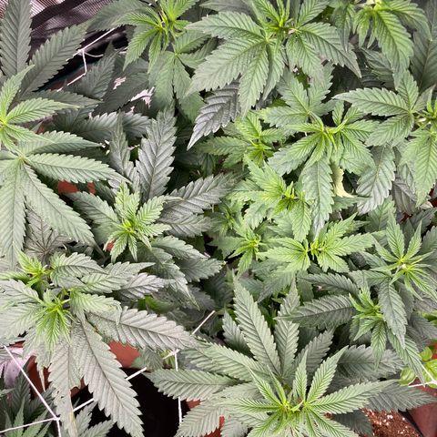 Bub that Pretty MF growlog timeline photo