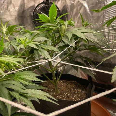 Woody growlog timeline photo