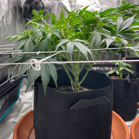 Blueberry Hill growlog timeline photo