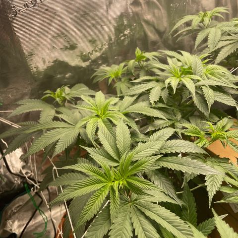 Woody growlog timeline photo