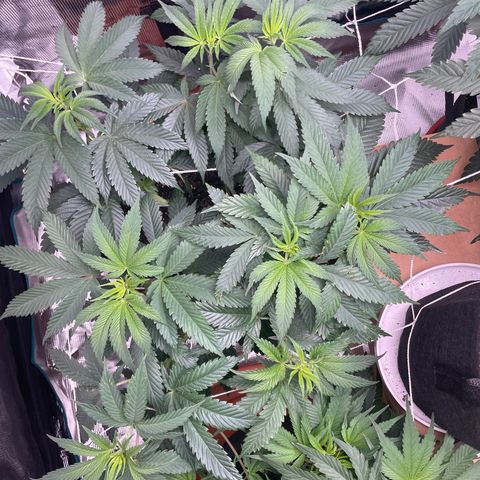 Woody growlog timeline photo