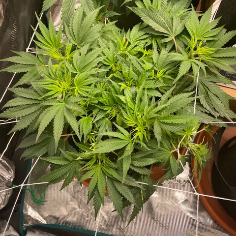 Blueberry Hill growlog timeline photo