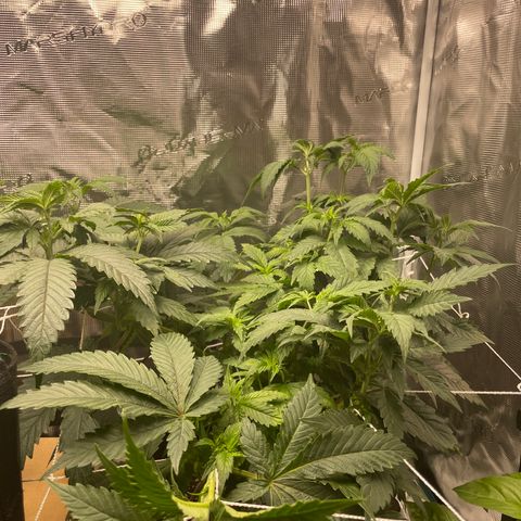 Bub that Pretty MF growlog timeline photo